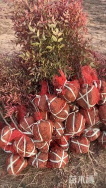 高度151厘米南天竹