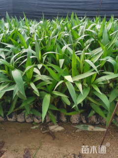 高度20厘米翠芦莉