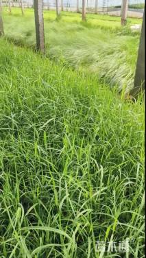 高度40厘米牛鞭草