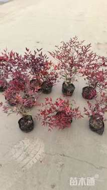 高度60厘米南天竹小苗