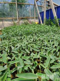 高度20厘米再力花