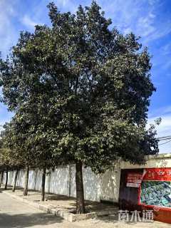 26公分大叶女贞