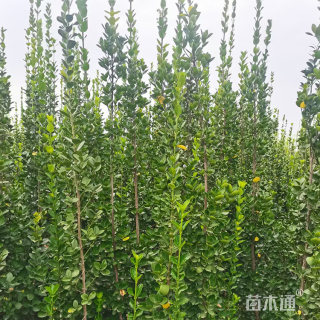 高度100厘米北海道黄杨