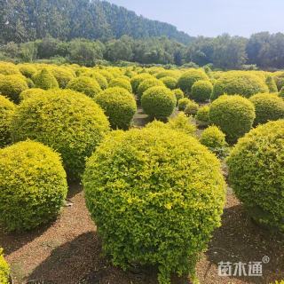 冠幅180厘米金冠女贞球