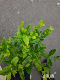 高度50厘米大叶栀子