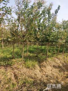 高度250厘米红花紫薇