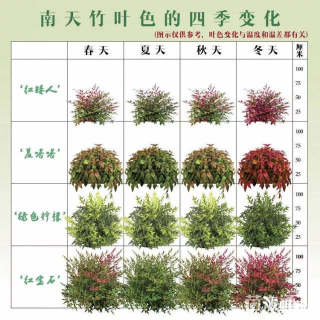 高度20厘米南天竹