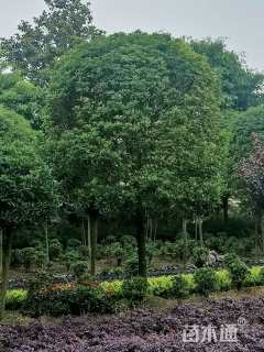 20公分桂花