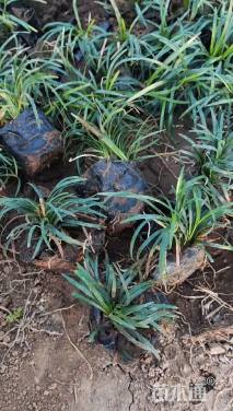 高度10厘米麦冬