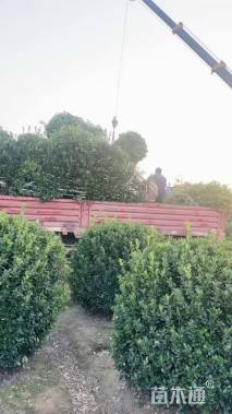 冠幅120厘米大叶黄杨球