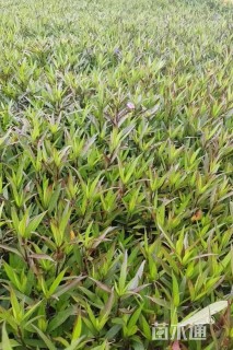 高度30厘米翠芦莉