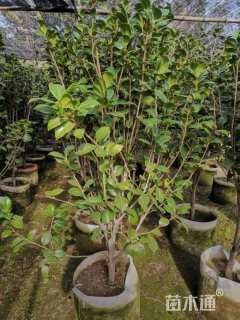 高度120厘米茶花