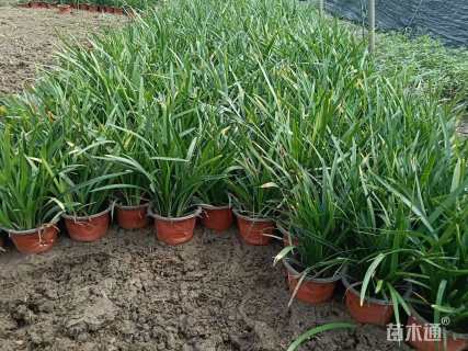 高度25厘米兰花