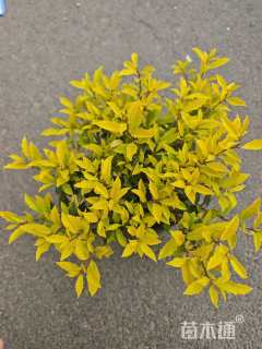 高度20厘米黄金枸骨