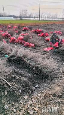 高度40厘米平枝栒子