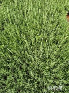 高度20厘米薰衣草