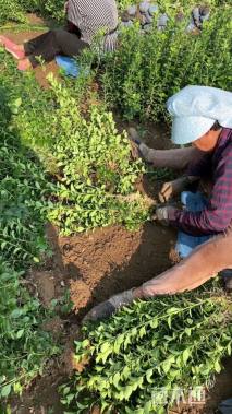 高度70厘米胶东卫矛