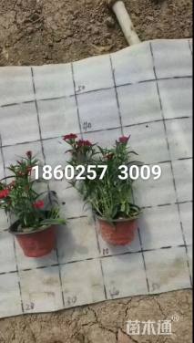 高度15厘米常夏石竹