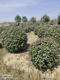 冠幅150厘米红叶石楠球