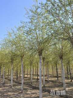 15公分金丝垂柳