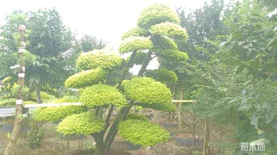 35公分造型亮晶女贞