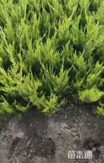 冠幅100厘米龙柏球