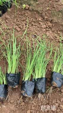 高度25厘米马莲