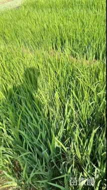 高度30厘米黄花鸢尾