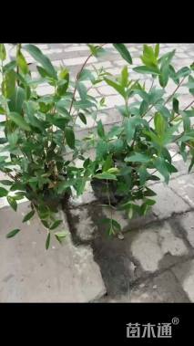 高度30厘米金丝桃