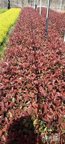高度40厘米红叶石楠小苗