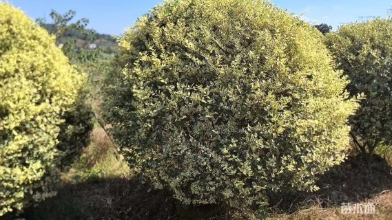 高度120厘米金姬小蜡