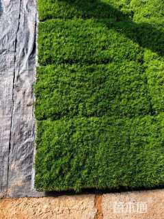 高度5厘米漆姑草