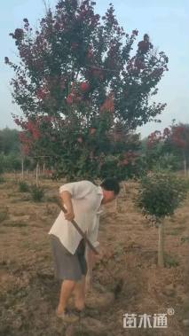 8公分红火箭紫薇