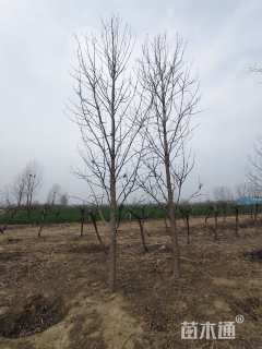 12公分北美枫香