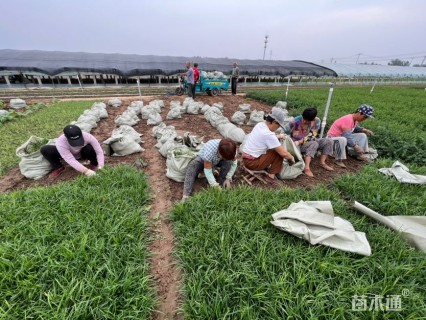 高度10厘米麦冬