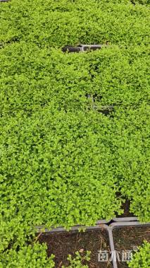 高度5厘米翠云草