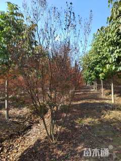 高度300厘米美国三红紫薇