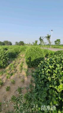 冠幅80厘米卫矛球