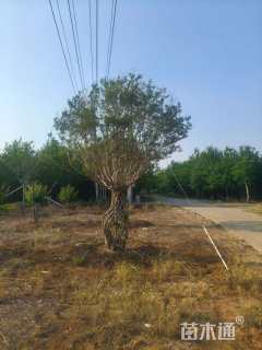 40公分紫薇花瓶