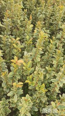 高度40厘米金边黄杨