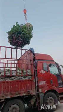 冠幅180厘米红叶石楠球