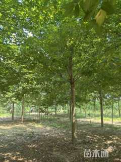 12公分复叶槭