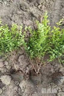 高度60厘米金叶女贞