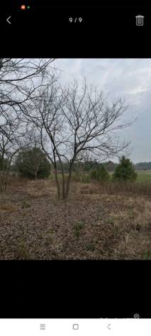 40公分(4杆)丛生朴树