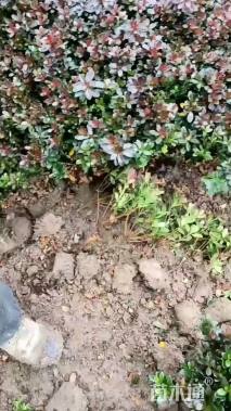 高度30厘米紫鹃