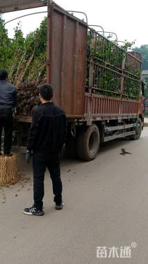 高度200厘米紫花三角梅