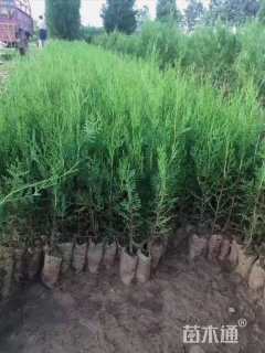 高度30厘米侧柏