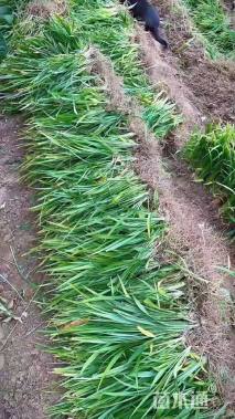 高度20厘米吉祥草