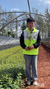 高度30厘米金丝桃