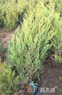 高度100厘米塔柏